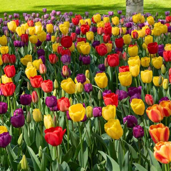 Bulbes à fleurs à planter à l'automne - Tulipe Triomphe en Mélange (x8) - face recto